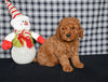 Mini F1BB Labradoodle For Sale Millersburg OH Male-Orli