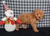 Mini F1BB Labradoodle For Sale Millersburg OH Male-Oliver
