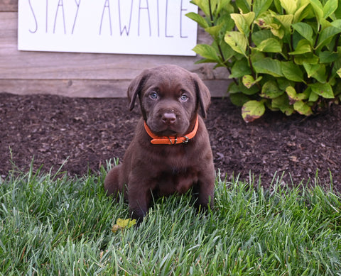 AKC Registered Labrador Retriever For Sale Millersburg OH Male-Leo
