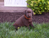 AKC Registered Labrador Retriever For Sale Millersburg OH Male-Leo