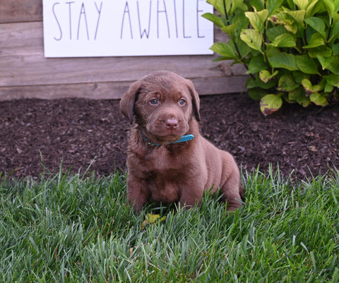 AKC Registered Labrador Retriever For Sale Millersburg OH Male-Koda