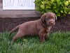 AKC Registered Labrador Retriever For Sale Millersburg OH Male-Koda