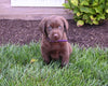 AKC Registered Labrador Retriever For Sale Millersburg OH Female-Callie