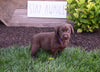 AKC Registered Labrador Retriever For Sale Millersburg OH Female-Callie