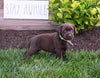 AKC Registered Labrador Retriever For Sale Millersburg OH Female-Coco