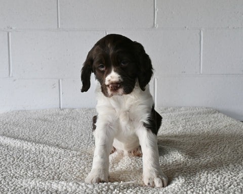 AKC English Springer Spaniel For Sale Millersburg OH Female-Minnie