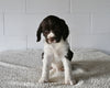 AKC English Springer Spaniel For Sale Millersburg OH Female-Minnie