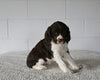 AKC English Springer Spaniel For Sale Millersburg OH Female-Minnie