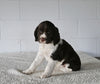 AKC English Springer Spaniel For Sale Millersburg OH Female-Minnie