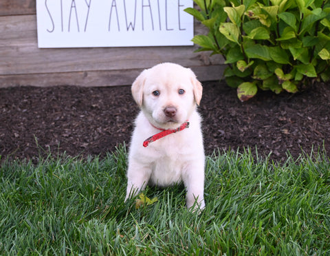 AKC Registered Labrador Retriever For Sale Millersburg OH Female-Daisy