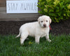 AKC Registered Labrador Retriever For Sale Millersburg OH Female-Daisy