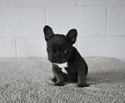 AKC Registered French Bulldog For Sale Millersburg OH Female-Nellie