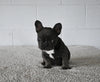 AKC Registered French Bulldog For Sale Millersburg OH Female-Nellie