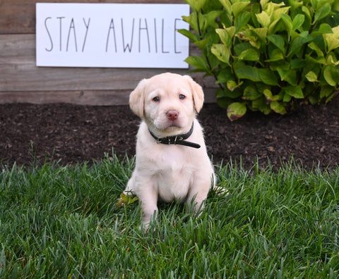 AKC Registered Labrador Retriever For Sale Millersburg OH Female-Goldie