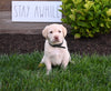 AKC Registered Labrador Retriever For Sale Millersburg OH Female-Goldie