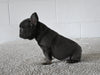 AKC Registered French Bulldog For Sale Millersburg OH Female-Nellie