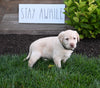 AKC Registered Labrador Retriever For Sale Millersburg OH Female-Goldie