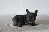 AKC Registered French Bulldog For Sale Millersburg OH Female-Nellie