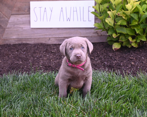 AKC Registered Labrador Retriever For Sale Millersburg OH Female-Bailey