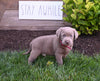 AKC Registered Labrador Retriever For Sale Millersburg OH Female-Bailey