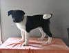 AKC Registered Akita For Sale Millersburg OH Male-Diego