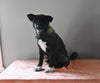 AKC Registered Akita For Sale Millersburg OH Female-Mia