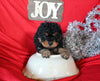Cavapoo For Sale Sugacreek OH Male-Dasher
