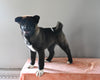 AKC Registered Akita For Sale Millersburg OH Female-Paris