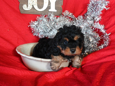 Cavapoo For Sale Sugacreek OH Male-Dasher