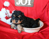 Cavapoo For Sale Sugacreek OH Male-Dasher