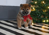 AKC Registered Shiba Inu For Sale Dundee OH Female-Sky