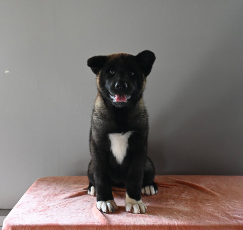 AKC Registered Akita For Sale Millersburg OH Female-Paris