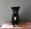 AKC Registered Akita For Sale Millersburg OH Female-Paris
