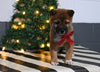 AKC Registered Shiba Inu For Sale Dundee OH Male-Chase