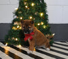 AKC Registered Shiba Inu For Sale Dundee OH Male-Chase