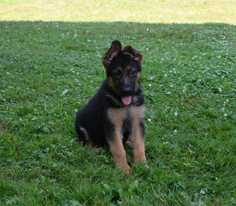 AKC Registered German Shepherd For Sale Millersburg OH Male-Mack