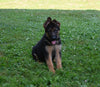 AKC Registered German Shepherd For Sale Millersburg OH Male-Mack