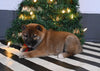 AKC Registered Shiba Inu For Sale Dundee OH Male-Rocky