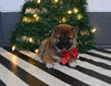 AKC Registered Shiba Inu For Sale Dundee OH Male-Marshal