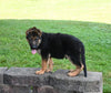AKC Registered German Shepherd For Sale Millersburg OH Male-Mack