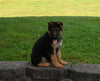 AKC Registered German Shepherd For Sale Millersburg OH Male-Mack