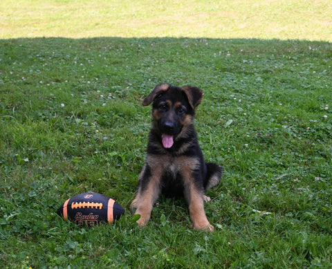 AKC Registered German Shepherd For Sale Millersburg OH Male-Mitchell