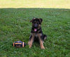 AKC Registered German Shepherd For Sale Millersburg OH Male-Mitchell