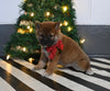 AKC Registered Shiba Inu For Sale Dundee OH Male-Marshal
