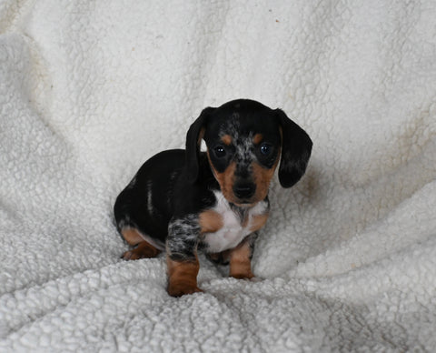 ACA Registered Dachshund For Sale Fredericksburg OH Female-Joy