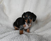 ACA Registered Dachshund For Sale Fredericksburg OH Female-Joy