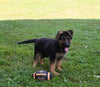 AKC Registered German Shepherd For Sale Millersburg OH Male-Mitchell