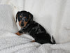 ACA Registered Dachshund For Sale Fredericksburg OH Female-Joy