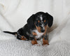 ACA Registered Dachshund For Sale Fredericksburg OH Female-Star