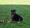 AKC Registered German Shepherd For Sale Millersburg OH Male-Mitchell
